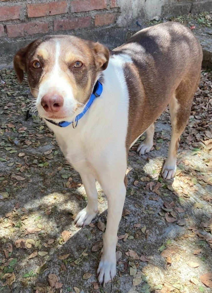 Diego, an adoptable Mixed Breed in San Juan de Abajo, NAY, 63732 | Photo Image 4