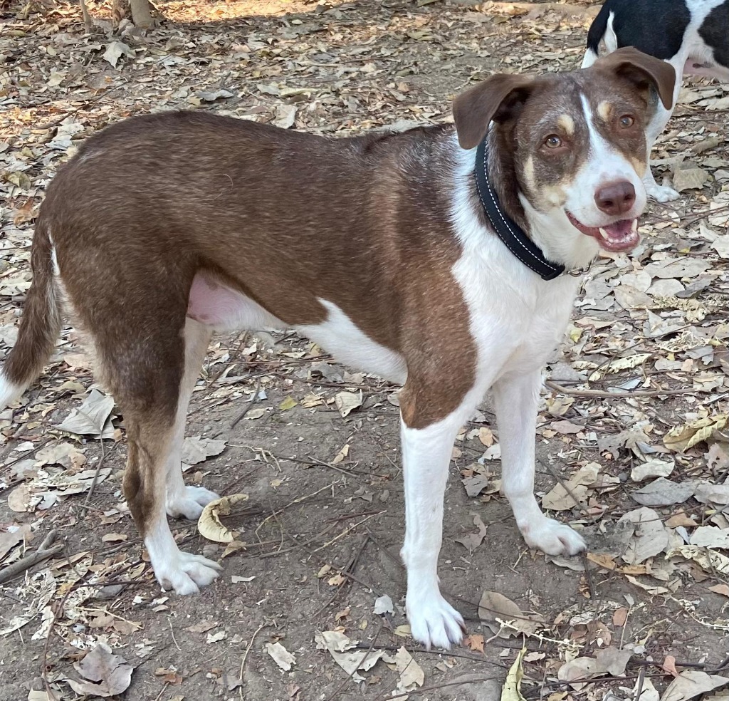 Diego, an adoptable Mixed Breed in San Juan de Abajo, NAY, 63732 | Photo Image 5