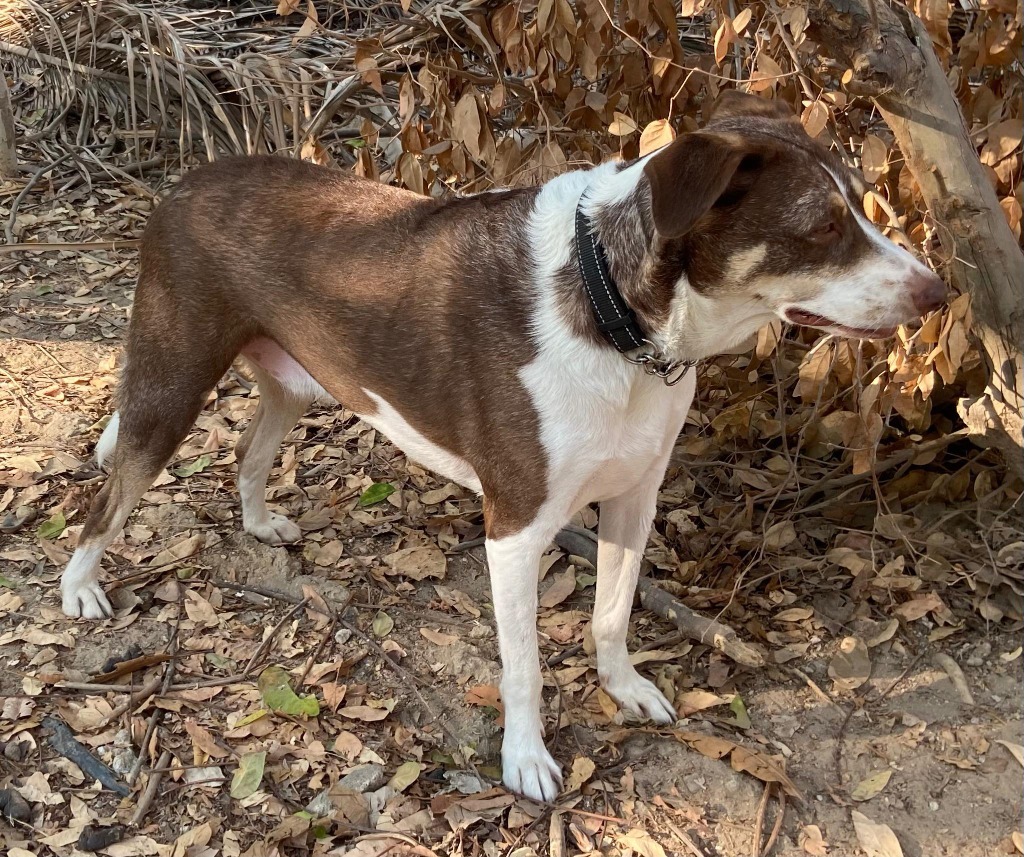 Diego, an adoptable Mixed Breed in San Juan de Abajo, NAY, 63732 | Photo Image 6