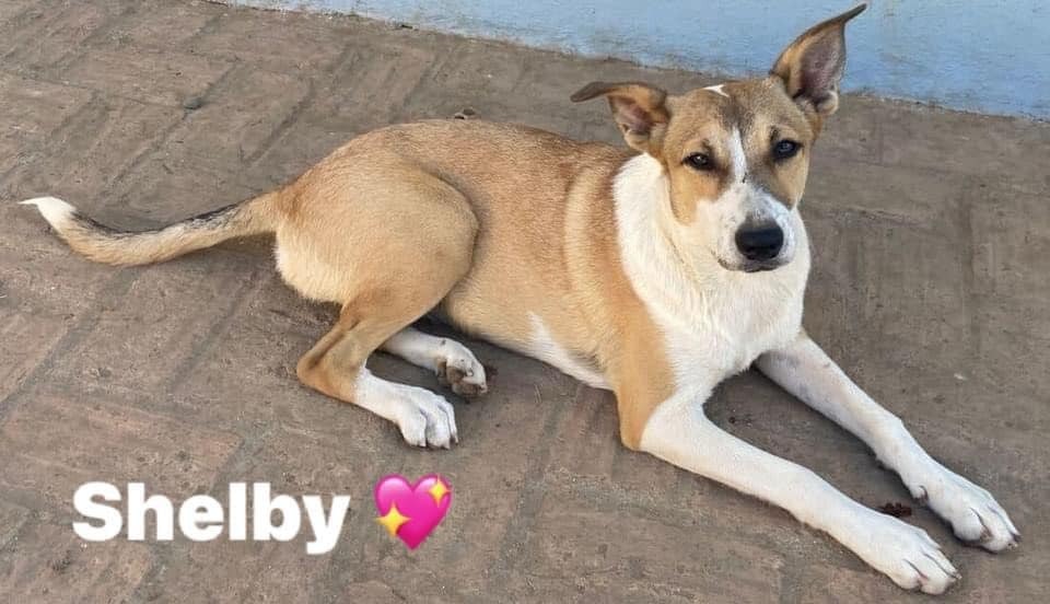 Shelby, an adoptable Mixed Breed in San Juan de Abajo, NAY, 63732 | Photo Image 1