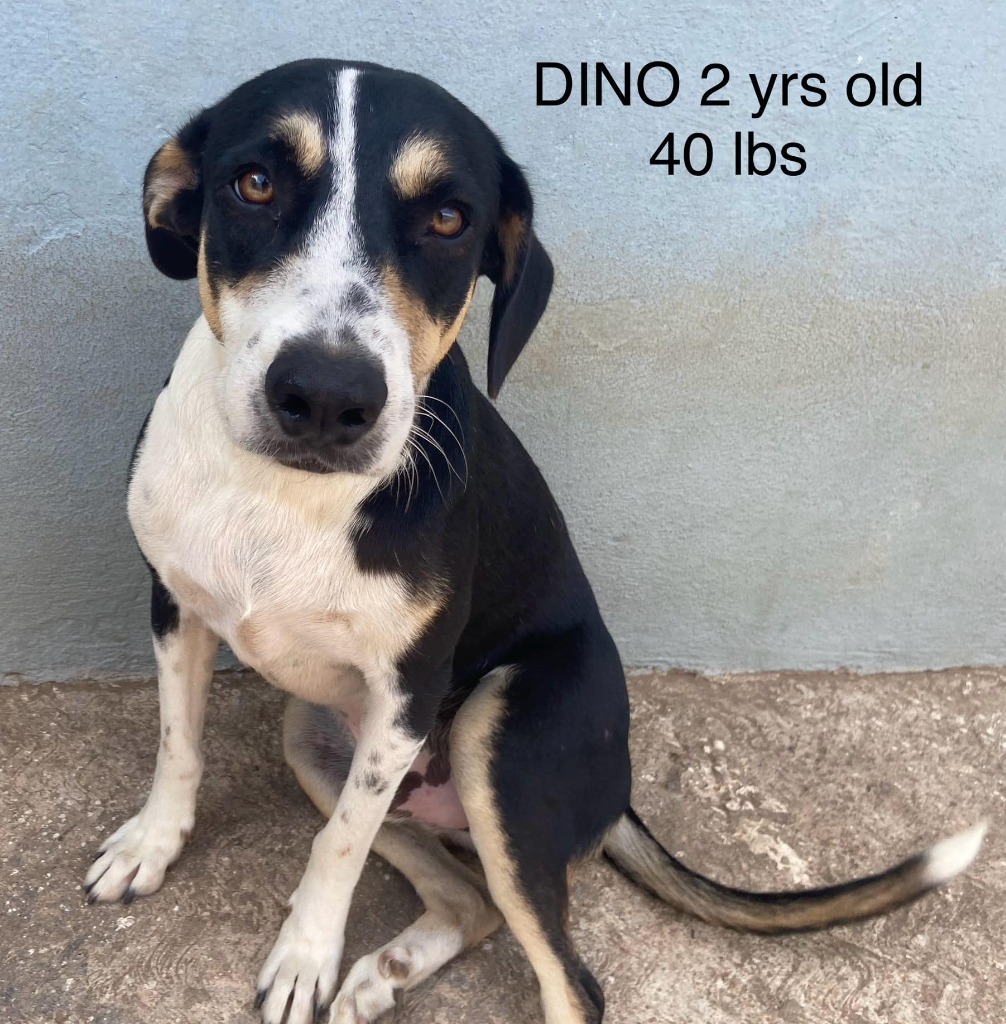 Dino, an adoptable Mixed Breed in San Juan de Abajo, NAY, 63732 | Photo Image 1