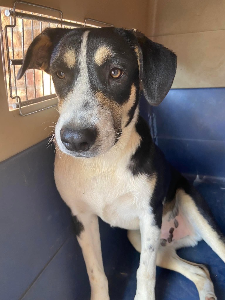 Dino, an adoptable Mixed Breed in San Juan de Abajo, NAY, 63732 | Photo Image 2