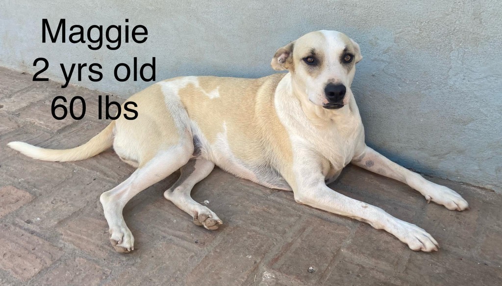 Maggie, an adoptable Mixed Breed in San Juan de Abajo, NAY, 63732 | Photo Image 1