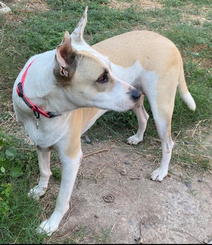 Maggie, an adoptable Mixed Breed in San Juan de Abajo, NAY, 63732 | Photo Image 1