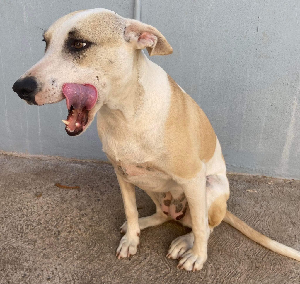 Maggie, an adoptable Mixed Breed in San Juan de Abajo, NAY, 63732 | Photo Image 2