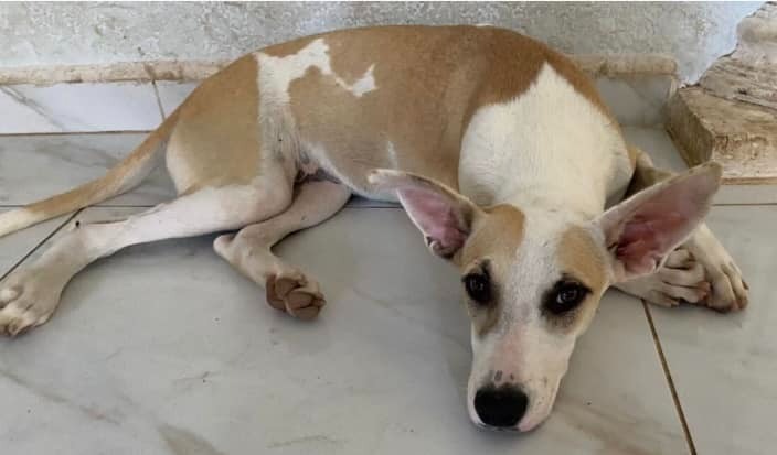 Maggie, an adoptable Mixed Breed in San Juan de Abajo, NAY, 63732 | Photo Image 4