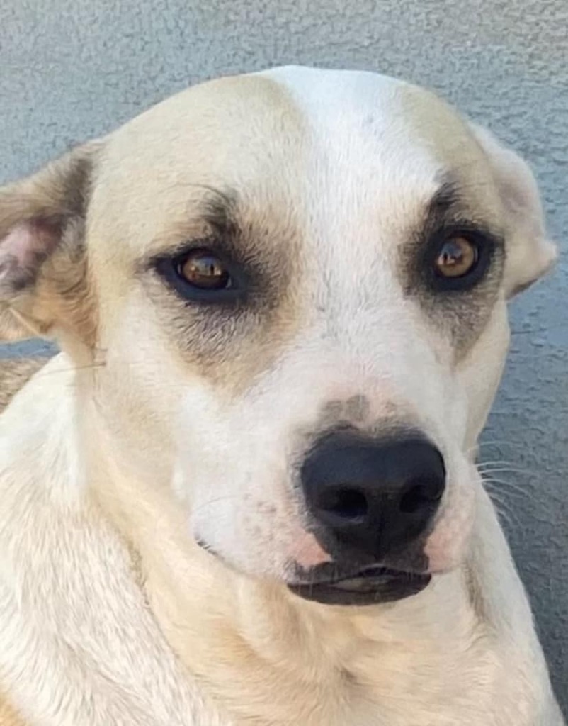 Maggie, an adoptable Mixed Breed in San Juan de Abajo, NAY, 63732 | Photo Image 5
