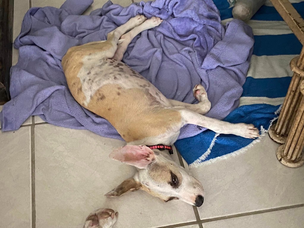 Maggie, an adoptable Mixed Breed in San Juan de Abajo, NAY, 63732 | Photo Image 5