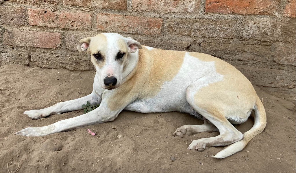 Maggie, an adoptable Mixed Breed in San Juan de Abajo, NAY, 63732 | Photo Image 6