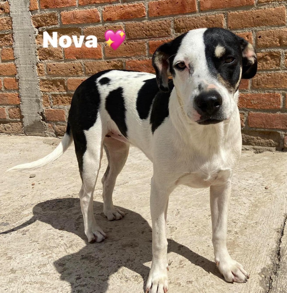 Nova, an adoptable Mixed Breed in San Juan de Abajo, NAY, 63732 | Photo Image 1