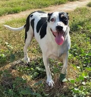 Nova, an adoptable Mixed Breed in San Juan de Abajo, NAY, 63732 | Photo Image 1