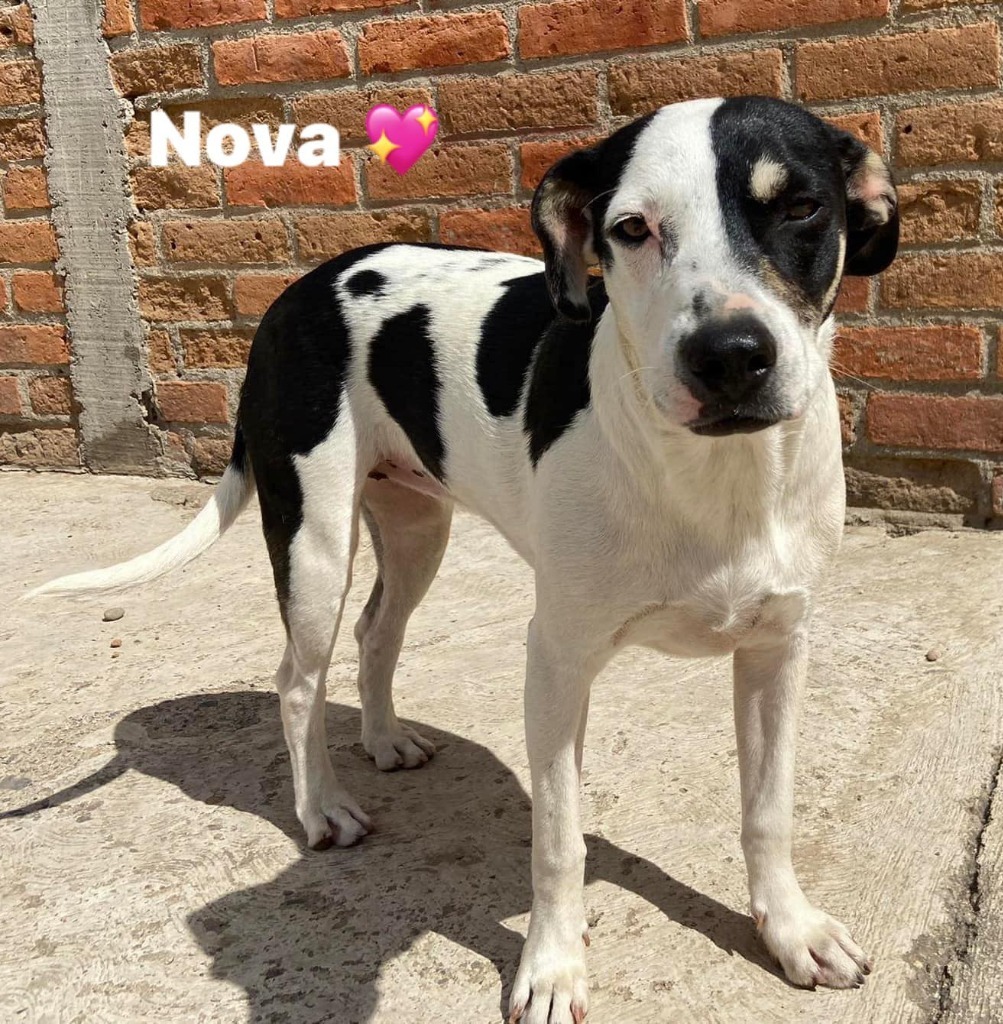 Nova, an adoptable Mixed Breed in San Juan de Abajo, NAY, 63732 | Photo Image 2