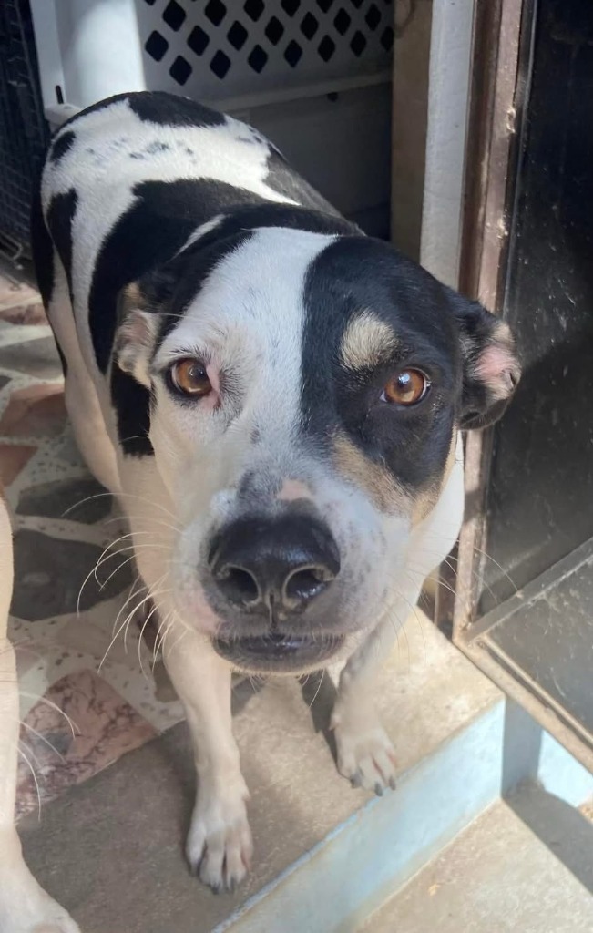 Nova, an adoptable Mixed Breed in San Juan de Abajo, NAY, 63732 | Photo Image 3
