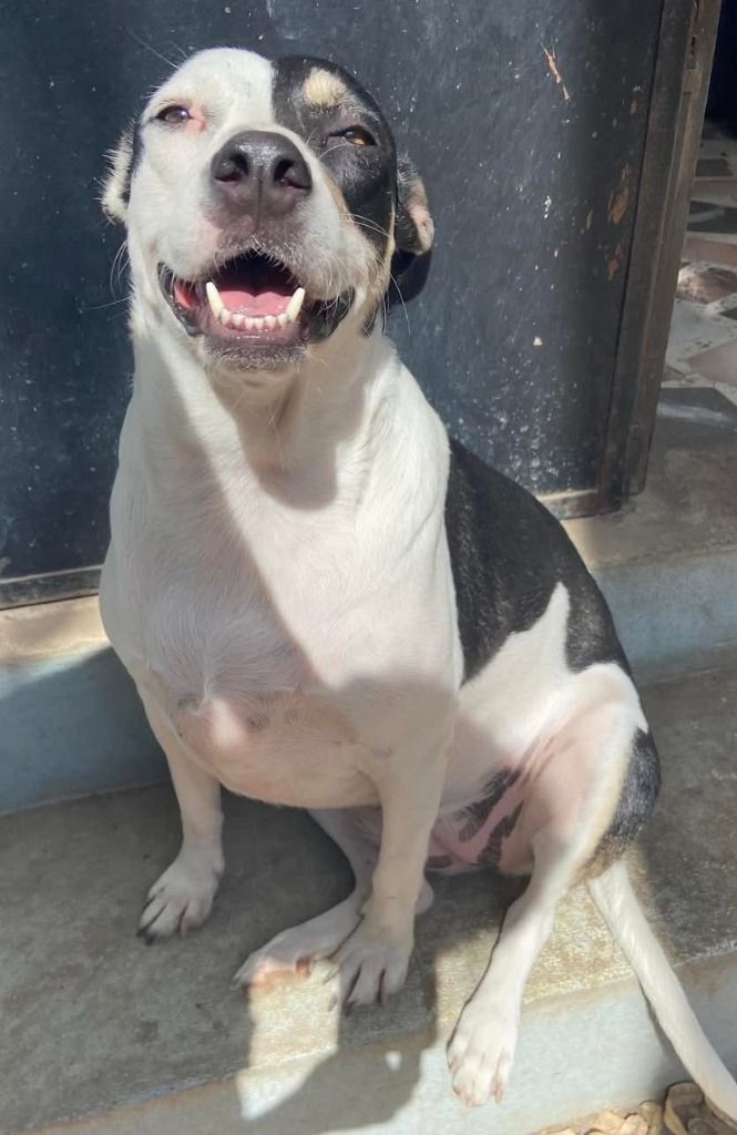 Nova, an adoptable Mixed Breed in San Juan de Abajo, NAY, 63732 | Photo Image 4