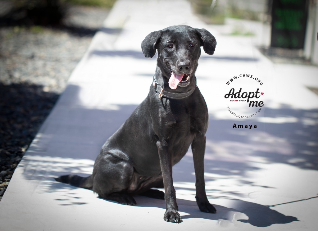 Amaya, an adoptable Labrador Retriever in Salt Lake City, UT, 84117 | Photo Image 1