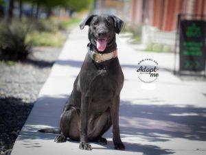 Amaya, Adult Female Labrador Retriever