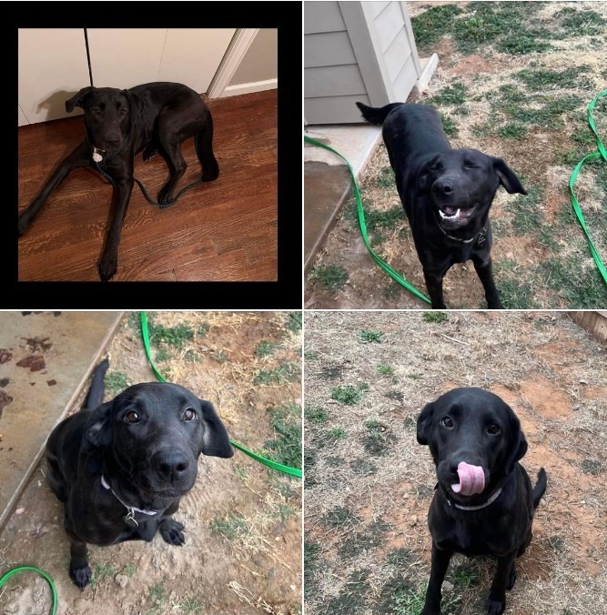 Amaya, an adoptable Labrador Retriever in Salt Lake City, UT, 84117 | Photo Image 2