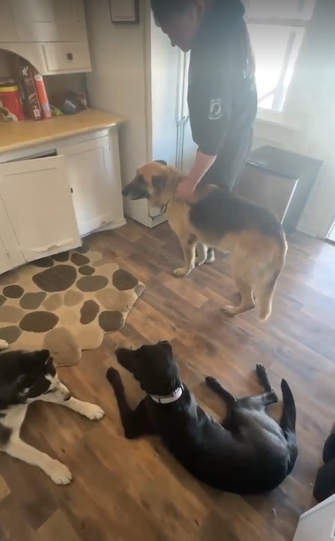 Amaya, an adoptable Labrador Retriever in Salt Lake City, UT, 84117 | Photo Image 3