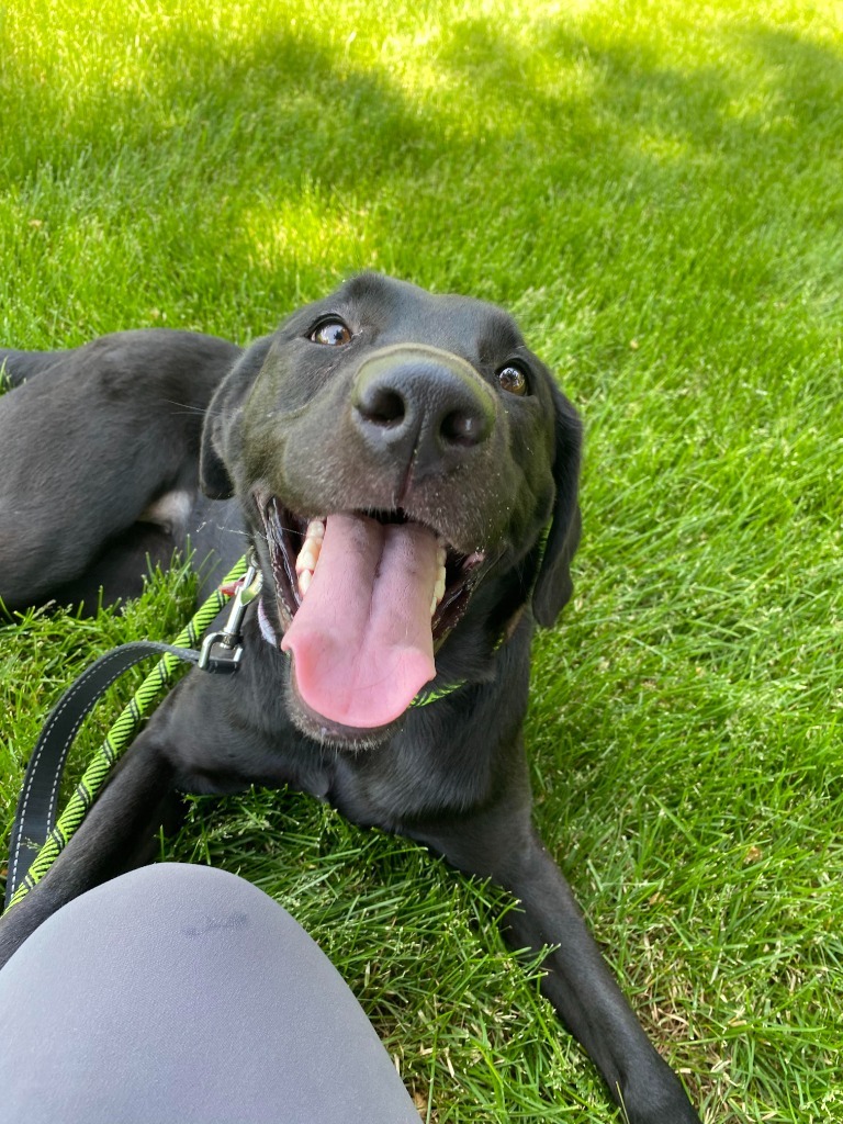 Amaya, an adoptable Labrador Retriever in Salt Lake City, UT, 84117 | Photo Image 4