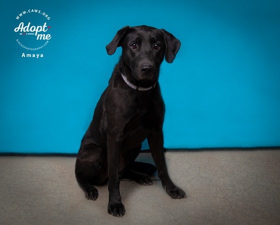 Amaya, an adoptable Labrador Retriever in Salt Lake City, UT, 84117 | Photo Image 4
