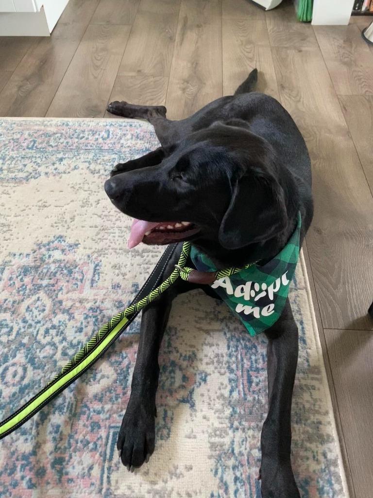 Amaya, an adoptable Labrador Retriever in Salt Lake City, UT, 84117 | Photo Image 5