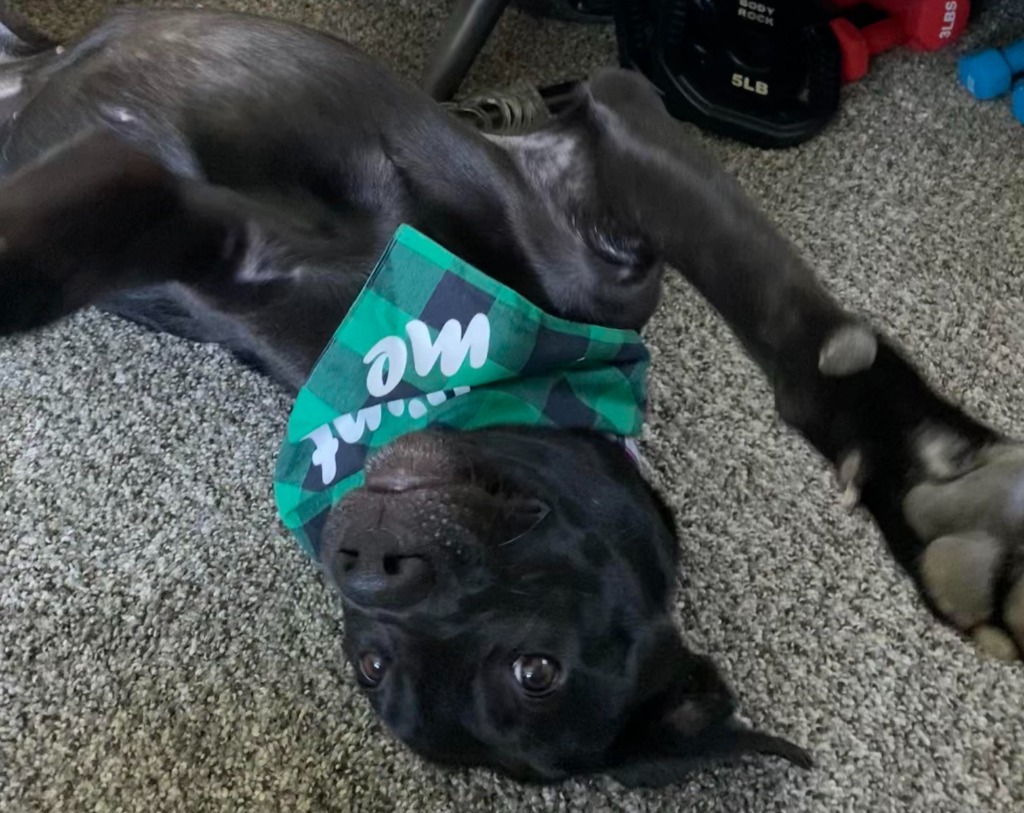 Amaya, an adoptable Labrador Retriever in Salt Lake City, UT, 84117 | Photo Image 6