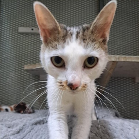 Cecile, an adoptable Domestic Short Hair in Guaynabo, PR, 00969 | Photo Image 1