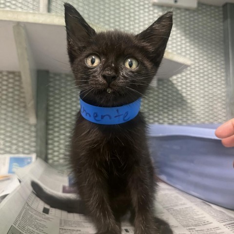 Clemente, an adoptable American Shorthair in Guaynabo, PR, 00969 | Photo Image 1