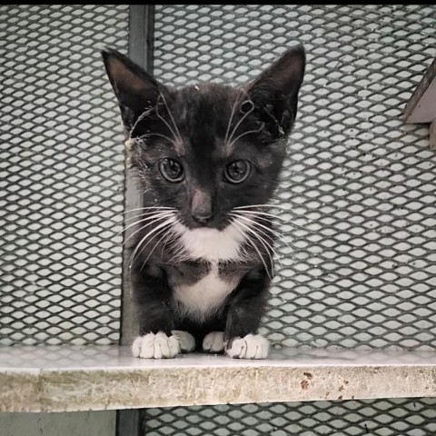 Zafira, an adoptable Domestic Short Hair in Guaynabo, PR, 00969 | Photo Image 1