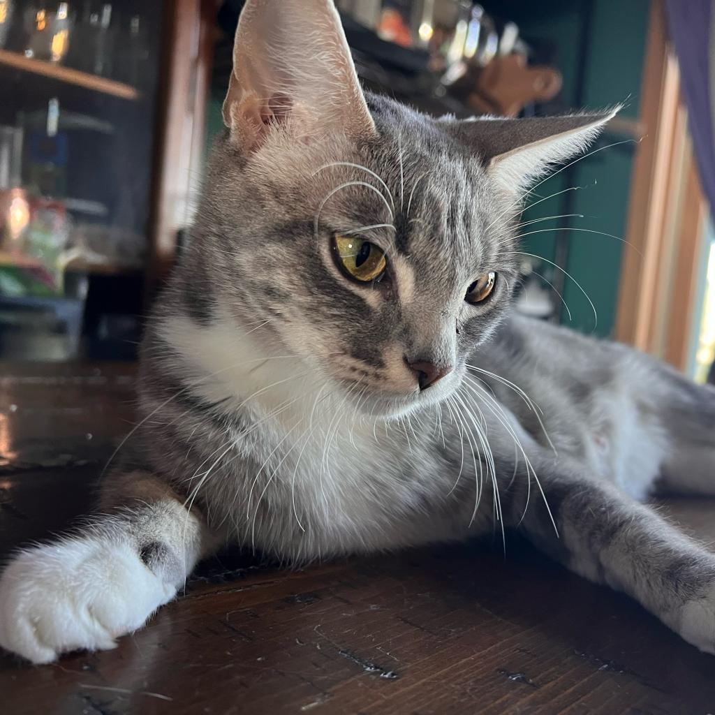 Challa, an adoptable Domestic Short Hair in Rochester, MN, 55903 | Photo Image 2