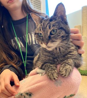 The Great Magnus Domestic Short Hair Cat