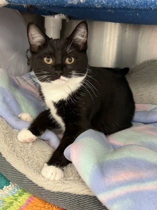 Tamale, an adoptable Domestic Short Hair in Fergus Falls, MN, 56537 | Photo Image 1