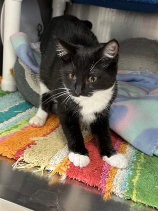 Tamale, an adoptable Domestic Short Hair in Fergus Falls, MN, 56537 | Photo Image 2