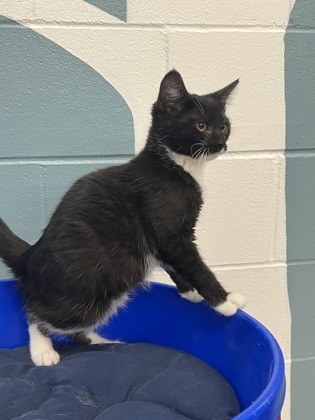 Tamale, an adoptable Domestic Short Hair in Fergus Falls, MN, 56537 | Photo Image 3