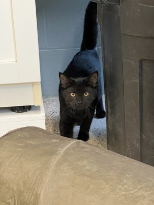 Enchilada, an adoptable Domestic Short Hair in Fergus Falls, MN, 56537 | Photo Image 1