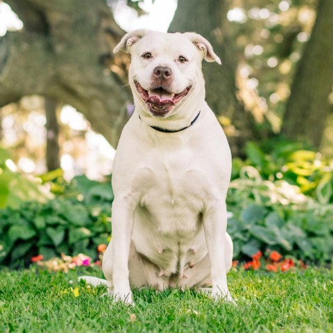 Clementine--In Foster, an adoptable Terrier, Pit Bull Terrier in Fargo, ND, 58102 | Photo Image 1