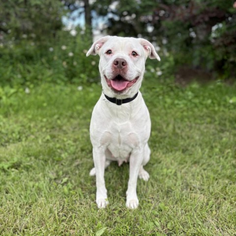 Clementine--In Foster, an adoptable Terrier, Pit Bull Terrier in Fargo, ND, 58102 | Photo Image 2