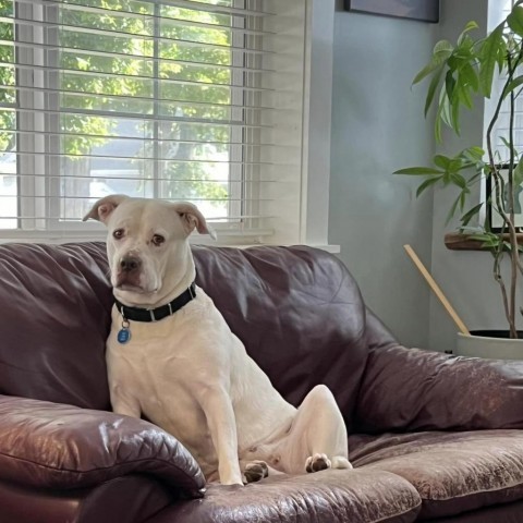 Clementine--In Foster, an adoptable Terrier, Pit Bull Terrier in Fargo, ND, 58102 | Photo Image 3