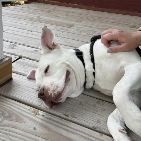 Clementine--In Foster, an adoptable Terrier, Pit Bull Terrier in Fargo, ND, 58102 | Photo Image 4