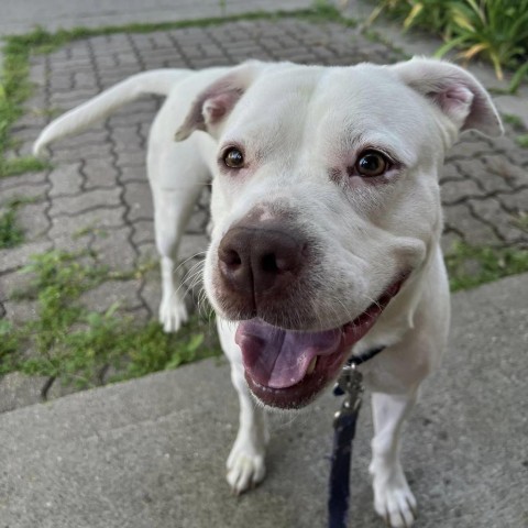 Clementine--In Foster, an adoptable Terrier, Pit Bull Terrier in Fargo, ND, 58102 | Photo Image 5