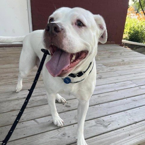 Clementine--In Foster, an adoptable Terrier, Pit Bull Terrier in Fargo, ND, 58102 | Photo Image 6