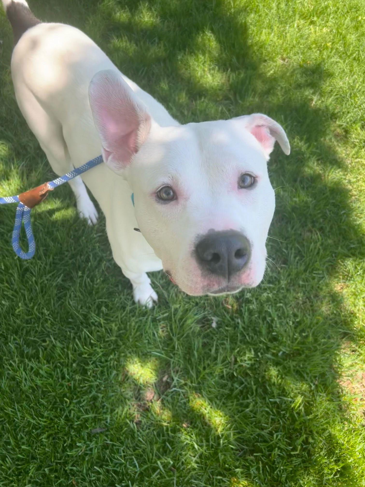 Razzle Dazzle, an adoptable Pit Bull Terrier, Boxer in Holland, MI, 49424 | Photo Image 1