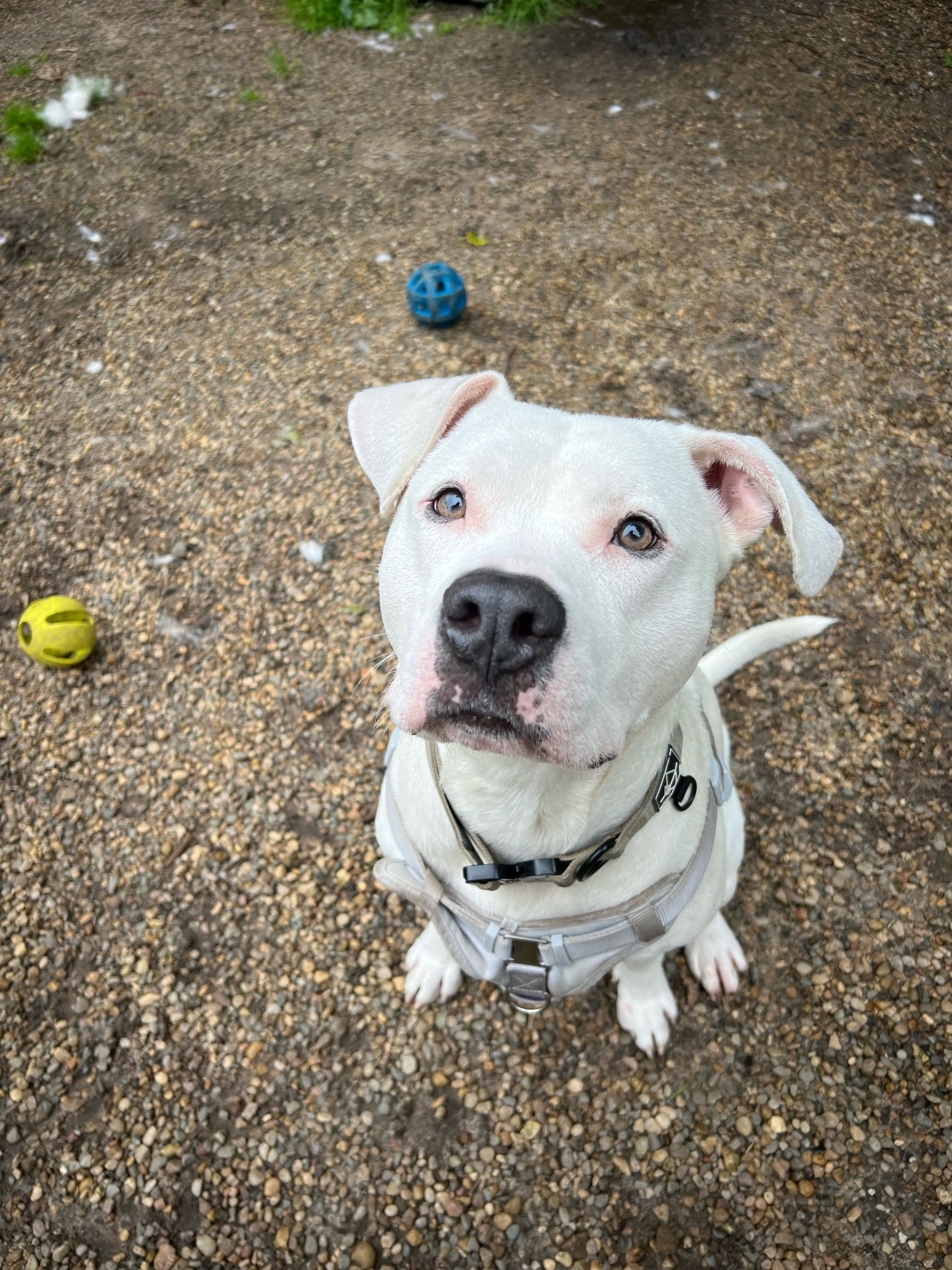Razzle Dazzle, an adoptable Pit Bull Terrier, Boxer in Holland, MI, 49424 | Photo Image 2