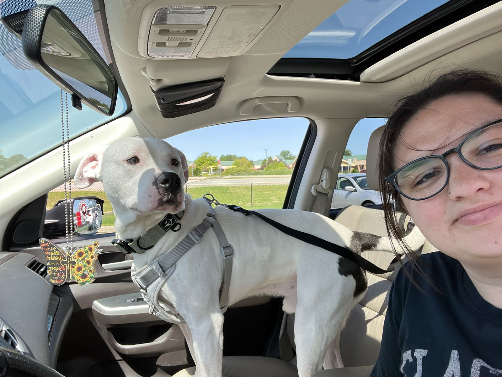 Razzle Dazzle, an adoptable Pit Bull Terrier, Boxer in Holland, MI, 49424 | Photo Image 3