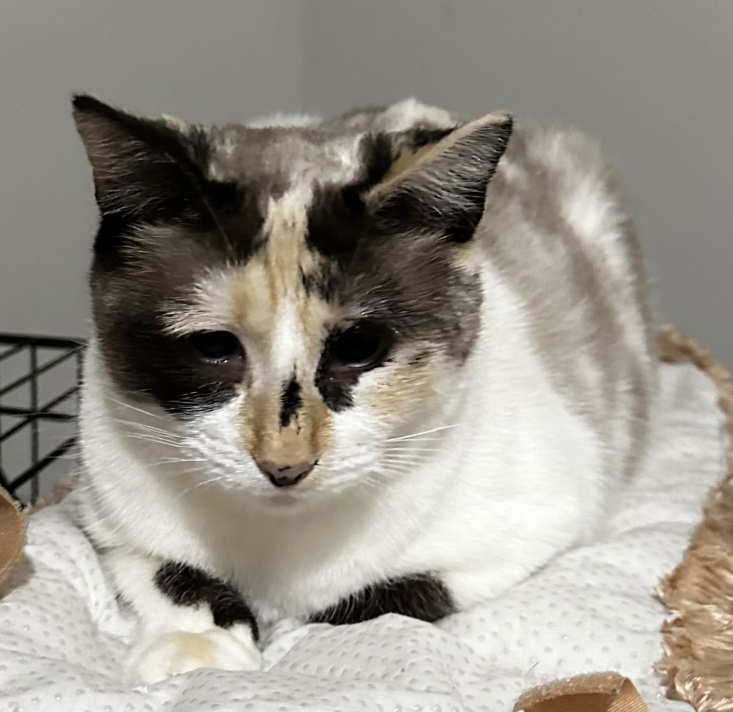 Mandy, an adoptable Domestic Short Hair, Snowshoe in Social Circle, GA, 30025 | Photo Image 1