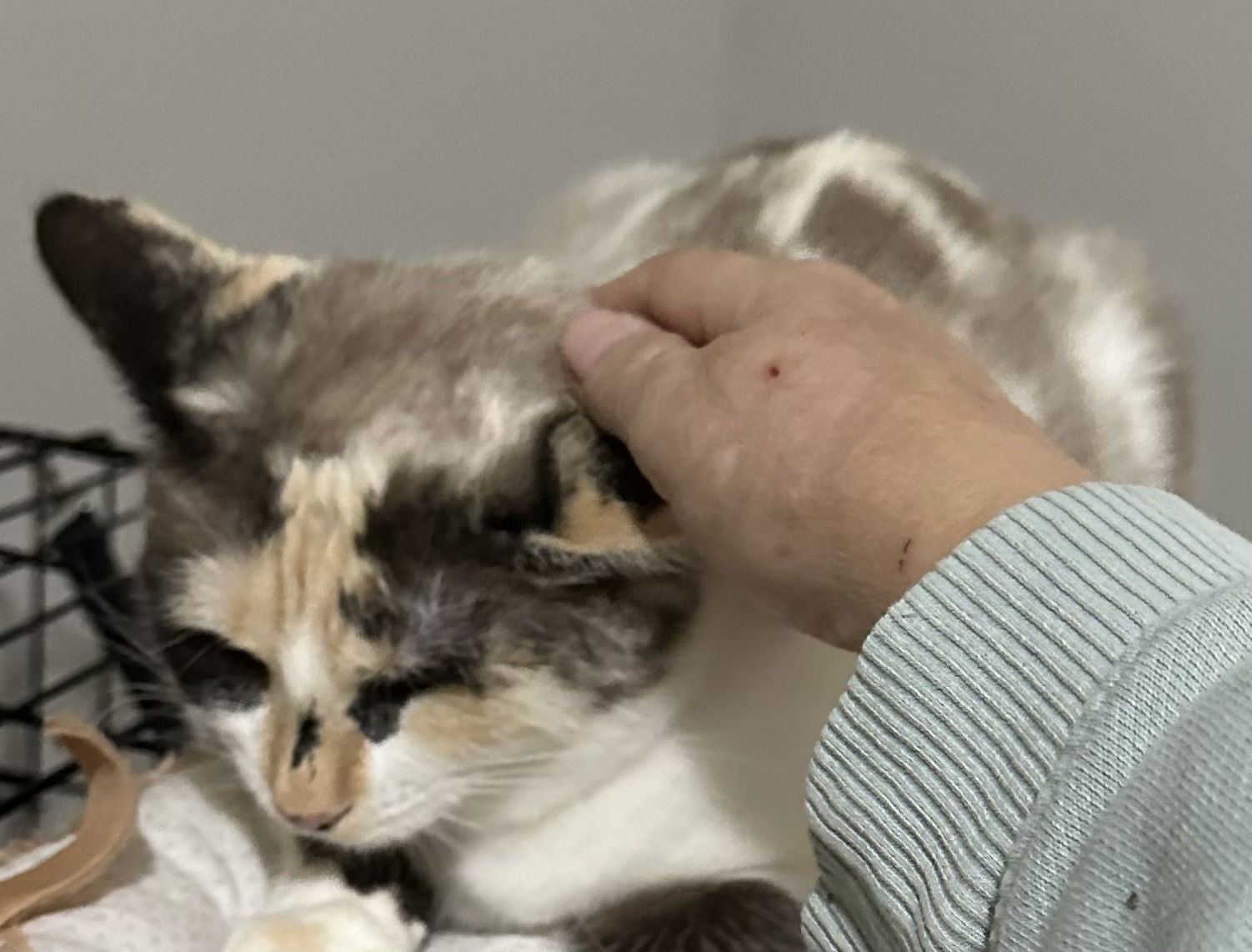 Mandy, an adoptable Domestic Short Hair, Snowshoe in Social Circle, GA, 30025 | Photo Image 2