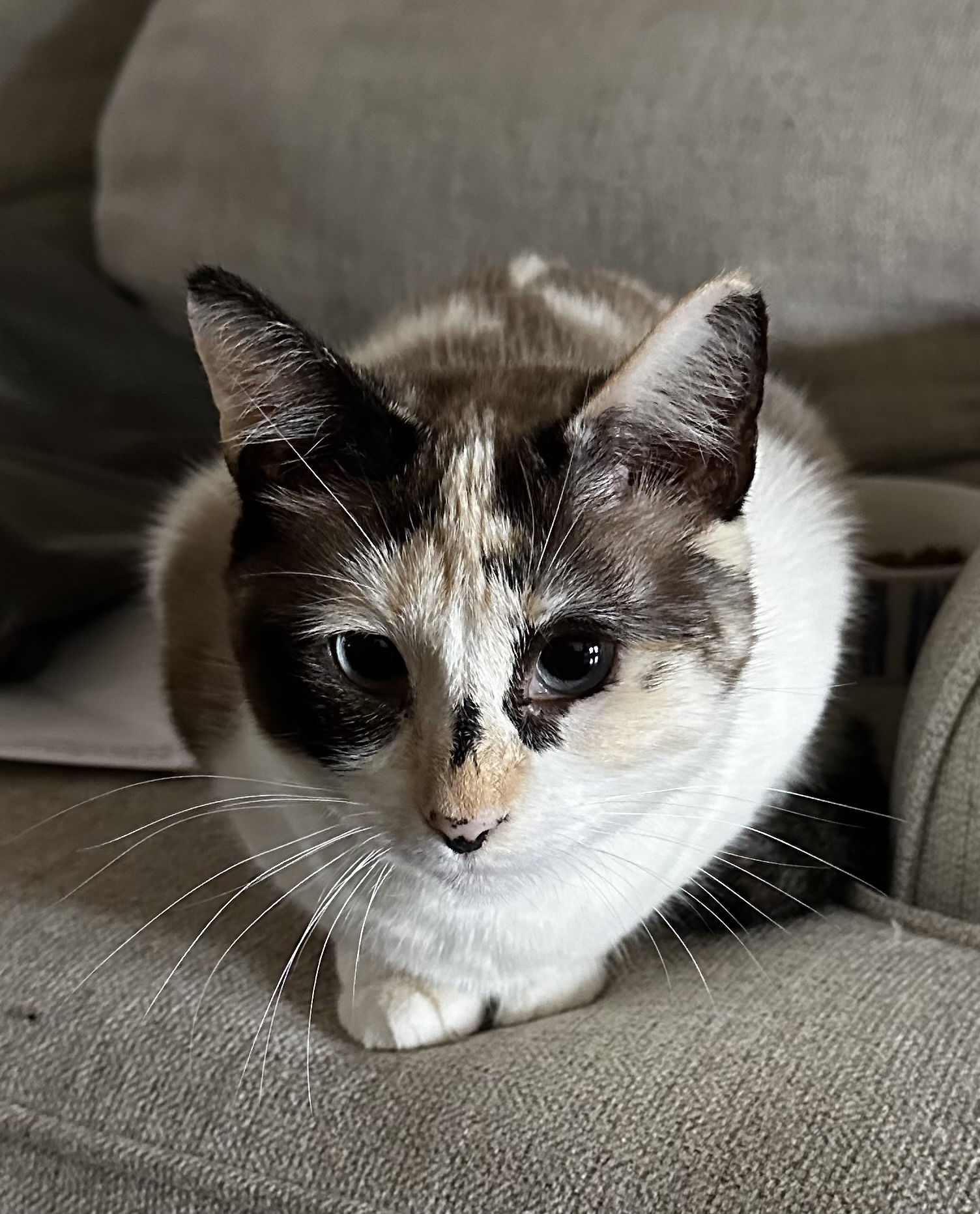 Mandy, an adoptable Domestic Short Hair, Snowshoe in Social Circle, GA, 30025 | Photo Image 3