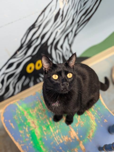 Binx, an adoptable Domestic Short Hair in Pagosa Springs, CO, 81147 | Photo Image 2