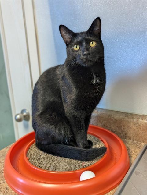 Binx, an adoptable Domestic Short Hair in Pagosa Springs, CO, 81147 | Photo Image 5