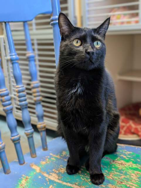 Binx, an adoptable Domestic Short Hair in Pagosa Springs, CO, 81147 | Photo Image 6